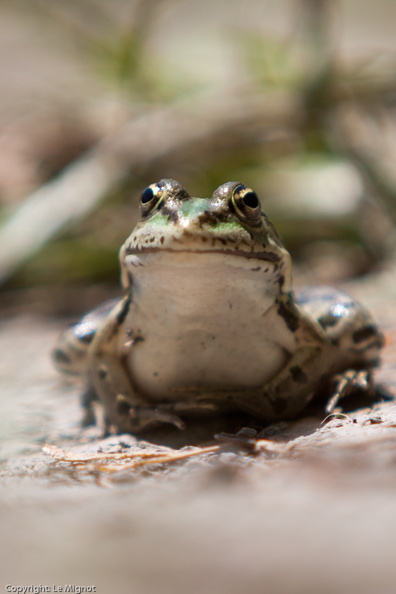 _MG_6555.jpg