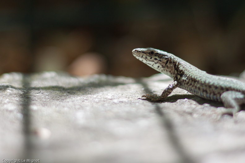 _MG_6978.jpg